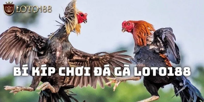 Đá gà Loto188 - Phát tài với tuyệt chiêu thắng trăm trận 3 Bí kíp chơi đá gà Loto188 hiệu quả