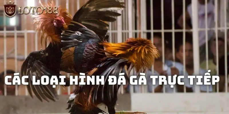 Đá gà trực tiếp Loto188 - Các loại hình và ưu điểm nổi bật 2 Các loại hình chọi kê trên nền tảng Loto188