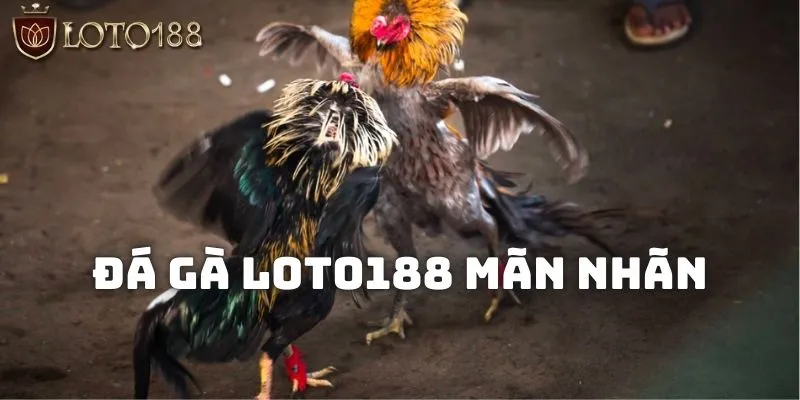 Đá gà Loto188 - Phát tài với tuyệt chiêu thắng trăm trận 2 Theo dõi những màn đối đầu giữa các chiến kê mãn nhãn