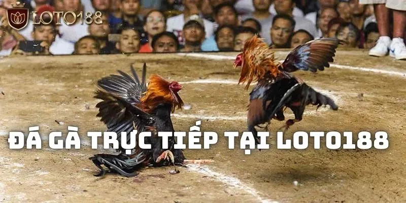 Đá gà trực tiếp Loto188 - Các loại hình và ưu điểm nổi bật 1 Giới thiệu loại hình đá gà trực tiếp tại Loto188