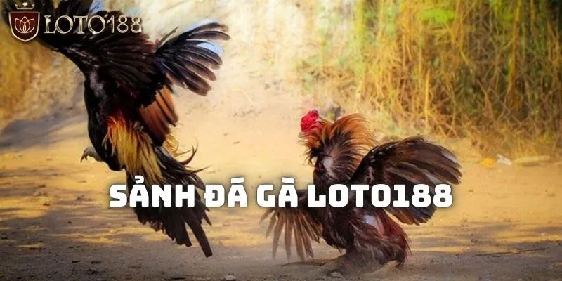 Đá gà Loto188 - Phát tài với tuyệt chiêu thắng trăm trận 1 Đôi nét về sảnh đá gà Loto188 online