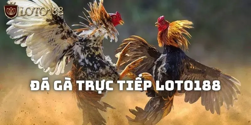 Đá gà trực tiếp LOTO188 - Các loại hình và ưu điểm nổi bật